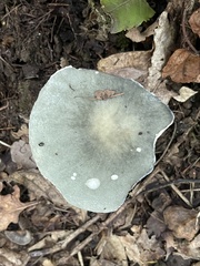 Russula virescens