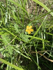 Kallstroemia parviflora