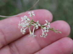 Asperula aristata