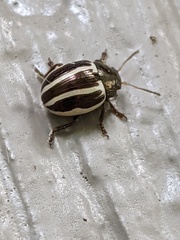 Zygogramma suturalis