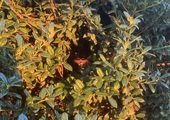 Amphion floridensis