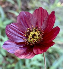 Cosmos scabiosoides