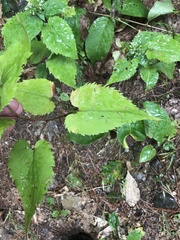 Symphyotrichum cordifolium
