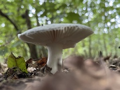 Russula virescens