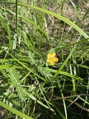 Kallstroemia parviflora