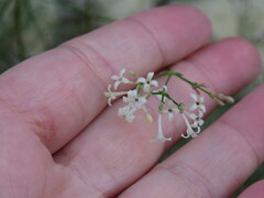 Asperula aristata