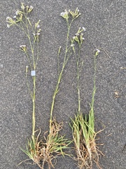 Dianthus japigicus