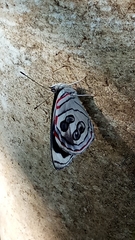 Diaethria asteria