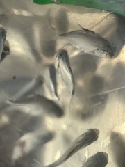 Trachinotus