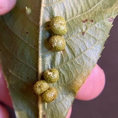 Caryomyia tuberculata