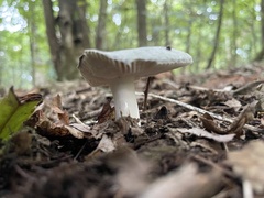 Russula virescens
