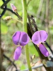 Desmodium uncinatum