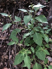 Solanum douglasii