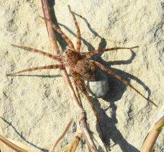 Pardosa mercurialis