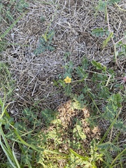 Kallstroemia parviflora