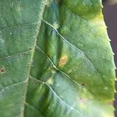 Caryomyia tuberculata