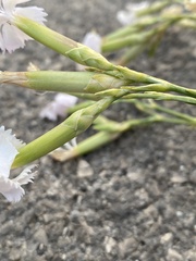 Dianthus japigicus