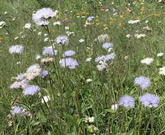 Ageratum corymbosum