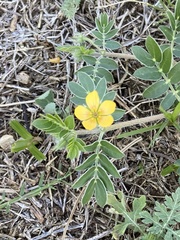Kallstroemia parviflora