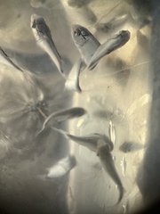 Trachinotus
