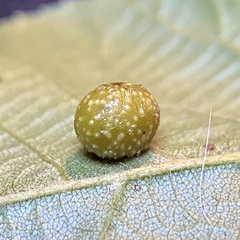 Caryomyia tuberculata