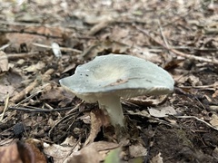 Russula virescens