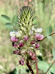 Dalea bicolor