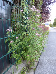 Eupatorium cannabinum