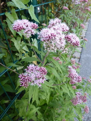 Eupatorium cannabinum