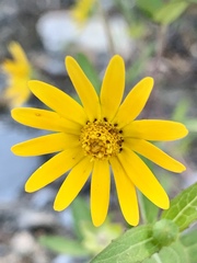 Melampodium montanum