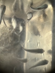 Trachinotus