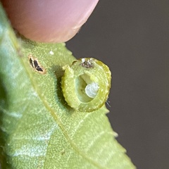 Caryomyia tuberculata