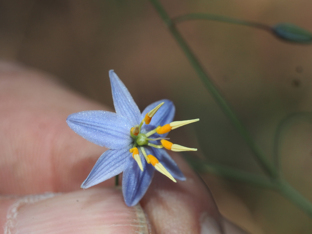 northern vanilla lily
