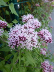 Eupatorium cannabinum