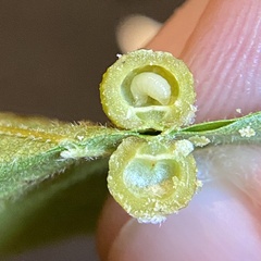 Caryomyia tuberculata