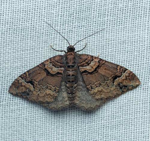 Catarhoe basochesiata (Duponchel, 1831)