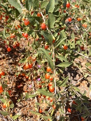 Lycium andersonii