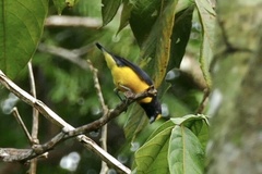 Euphonia chlorotica