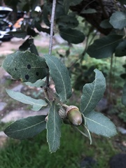 Quercus grisea