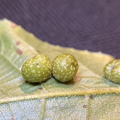 Caryomyia tuberculata