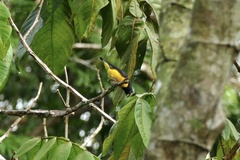 Euphonia chlorotica