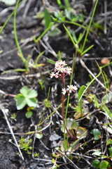 Micranthes nelsoniana