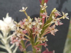 Struthiola macowanii