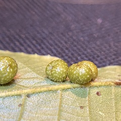 Caryomyia tuberculata