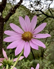 Iostephane heterophylla