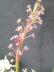 Struthiola macowanii