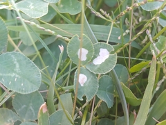 Porphyrosela minuta