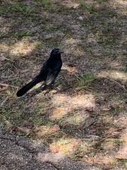 Quiscalus major westoni