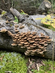 Trametes