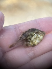 Stephanolepis hispida